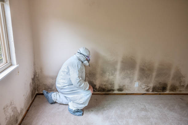 Best Professional Mold Removal  in Perryville, MD