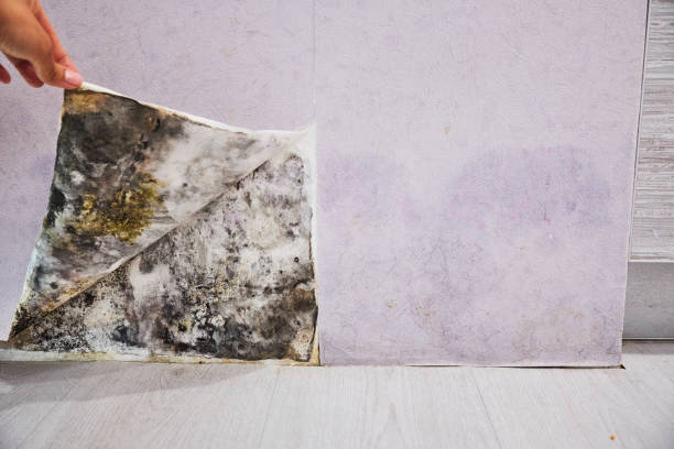 Best Professional Mold Removal  in Perryville, MD